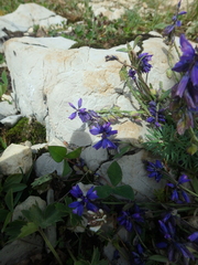 Polygala caucasica