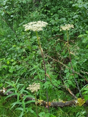 Angelica genuflexa
