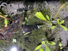 Stenomelania plicaria