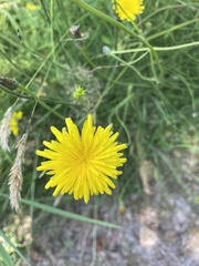 Taraxacum officinale
