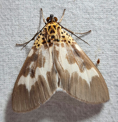 Asota tortuosa