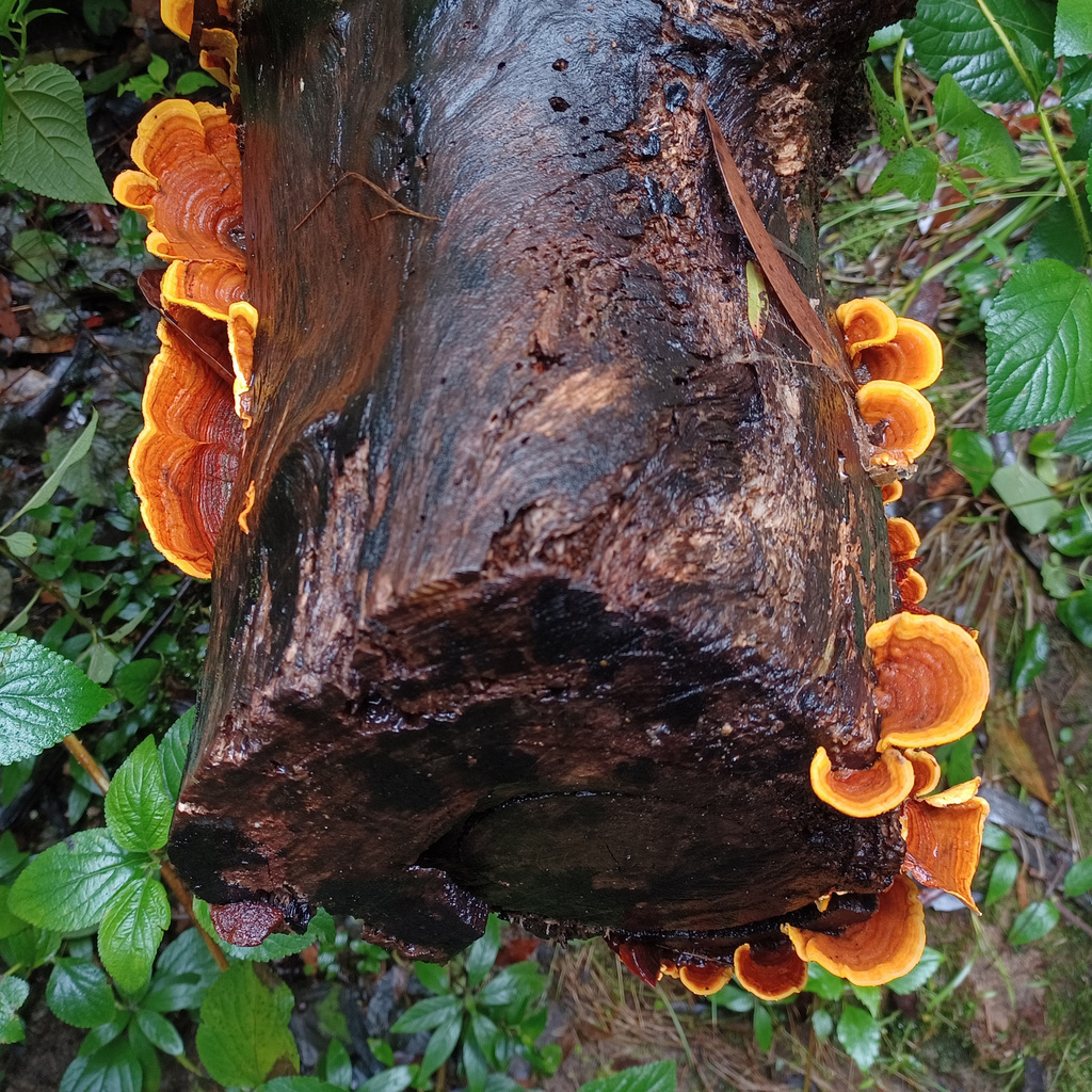 False Turkey Tail From Sydney NSW Australia On July 23 2022 At 11 32 false-turkey-tail-from-sydney-nsw-australia-on-july-23-2022-at-11-32