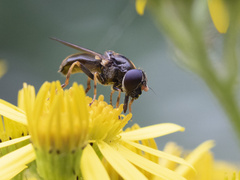 Cheilosia bergenstammi
