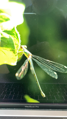 Chalcolestes viridis
