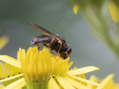 Cheilosia bergenstammi