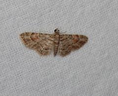 Chloroclystis grisea