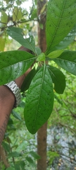 Pavetta indica