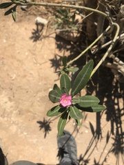 Nerium oleander