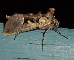 Autographa ampla