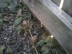 Thamnophis sirtalis annectens