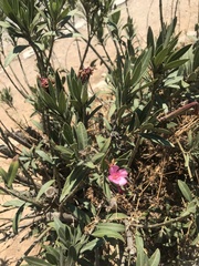 Nerium oleander