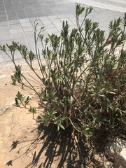 Nerium oleander