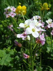 Cardamine uliginosa