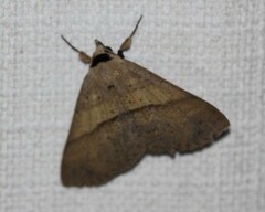 Ophyx eurrhoa