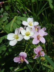 Cardamine uliginosa