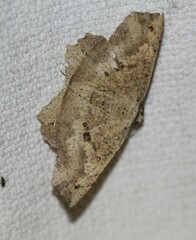 Polyacme subpulchra