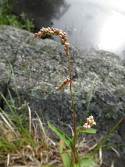 Persicaria careyi