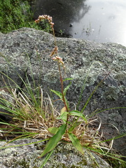 Persicaria careyi