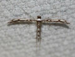 Cosmoclostis aglaodesma