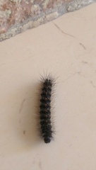 Lepidoptera