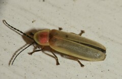 Photinus marginellus