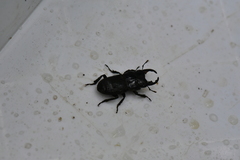 Aegus laevicollis formosae