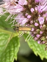 Chrysanthia geniculata