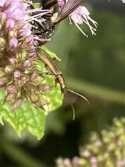 Chrysanthia geniculata