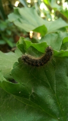Lepidoptera