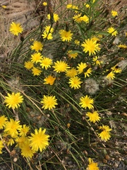 Asteraceae