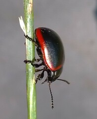 Chrysolina limbata