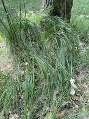 Carex brizoides