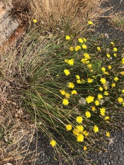Asteraceae