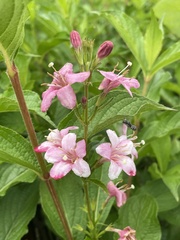 Weigela