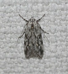 Stenoptena icmaea
