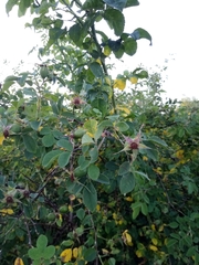 Rosa subcanina