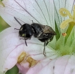 Hylaeus communis