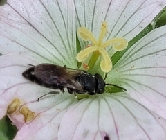 Hylaeus communis