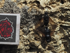 Satyramoeba hetrusca