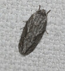 Agriophara confertella