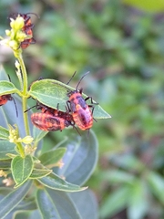 Tropidothorax leucopterus