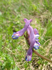 Corydalis conorhiza