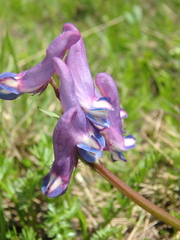 Corydalis conorhiza