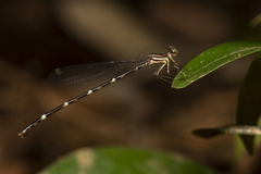 Protosticta gravelyi