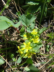 Sibbaldia parviflora