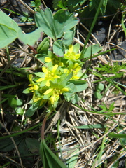 Sibbaldia parviflora