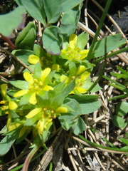 Sibbaldia parviflora