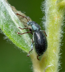 Phyllobius viridicollis