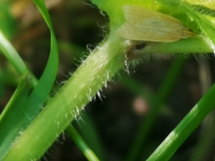 Helcystogramma rufescens