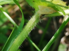 Helcystogramma rufescens